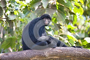 Peruvian spider monkey, Ateles chamek, sitting in a tree