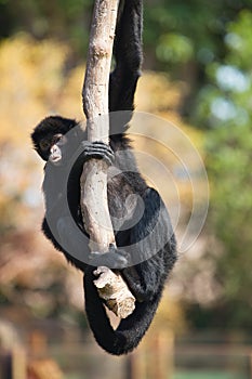 Peruvian spider monkey, Ateles chamek, sitting in a tree