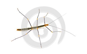 Peruvian stick insect, Oreophoetes peruana, isolated on white photo