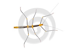 Peruvian stick insect View from above, Oreophoetes peruana, isolated on white photo
