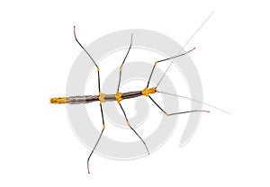 Peruvian stick insect View from above, Oreophoetes peruana, isolated on white