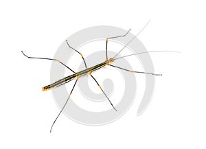 Peruvian stick insect View from above, Oreophoetes peruana, isolated on white photo