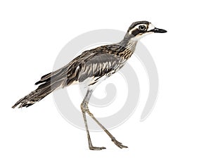 Peruvian thick-knee, Burhinus superciliaris, walking