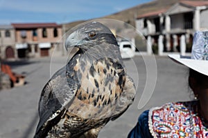 Peruvian woman with hawk