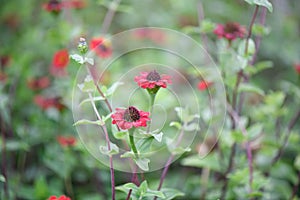 Peruvian zinnia, Zinnia peruviana, red flowering plant photo