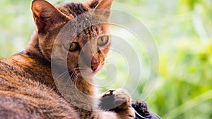 A perverse looking cat