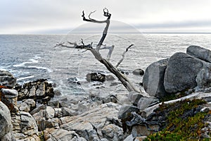 Pescadero Point - Pebble Beach, California