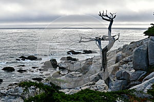 Pescadero Point - Pebble Beach, California