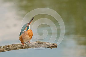 Pescaras albastru - Kingfisher - Alcedo athis