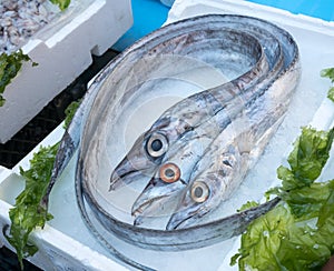 pesce bandiera at fish market photo