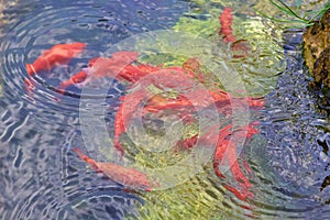 Pesci rossi nella fontana