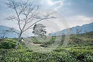 Peshok tea garden, Darjeeling, West Bengal, India