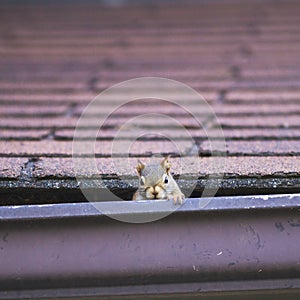 Pesky red squirrel making nest in roof;