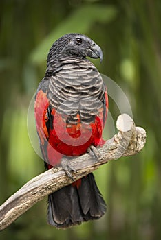 Pesquet`s Parrot Psittrichas Fulgidus