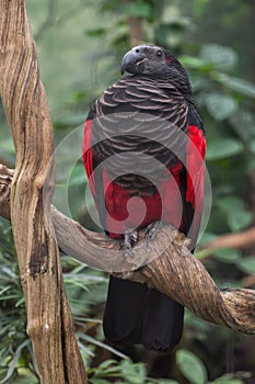 Pesquet`s parrot Psittrichas fulgidus