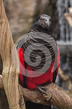 Pesquet`s parrot Psittrichas fulgidus