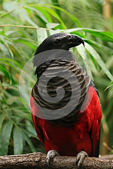 Pesquet`s parrot, Psittrichas fulgidus, also known as vulturine parrot. Rare endemic bird from New Guinea. Portrait of parrot