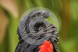 Pesquet`s Parrot - Psittrichas fulgidus