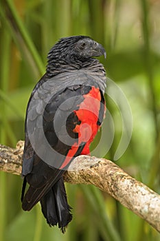 Pesquet`s Parrot - Psittrichas fulgidus