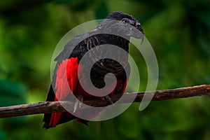 PesquetÃÂ´s parrot, Psittrichas fulgidus, rare bird from New Guinea. ugly red and black parrot in the nature habitat, dark green fo
