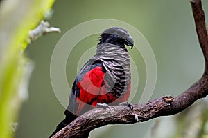 Pesquet`s parrot, Psittrichas fulgidus, red and black, vulturine parrot, endemic to montane rainforest in New Guinea. Vulnerable,