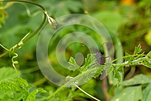 A pest animal named Arilus cristatus who is hanging on the tip of a green leaf