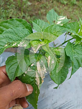 pest attacks on chili leaves or overdose of pest medication