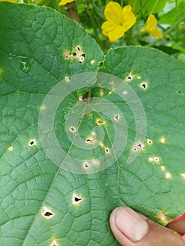 Pest attacks on leaves in the vegetative phase