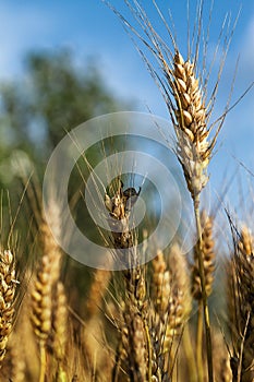 Pest in barley field