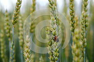 A pest beetle on the ears of wheat. Control of harmful insects in agriculture. Blurred background