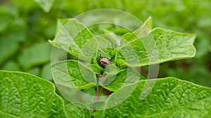 Pest beetle on green potato leaves. Colorado potato beetle. Leptinotarsa decemlineata