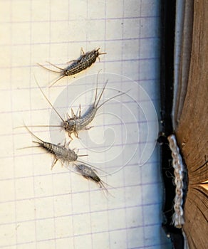 Pest books and newspapers. Insect feeding on paper - silverfish of several pieces near the open book