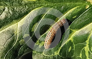 Pest caterpillar attacks plants and eat young leaves, pest insects and leaf disease concepts