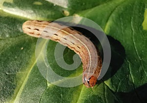 Pest caterpillar attacks plants and eat young leaves, pest insects and leaf disease concepts. Selective focus