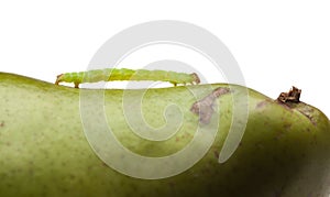 Pest caterpillar on pear