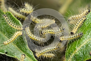 Pest caterpillars, Hyponomeuta malinella