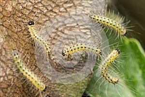 Pest caterpillars, Hyponomeuta malinella