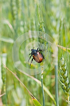 Pest of cereal crops