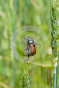 Pest of cereal crops