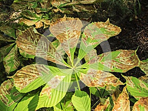 Pest on a chestnut leaf front view