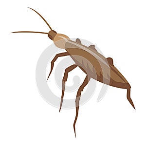 Pest cockroach icon, isometric style