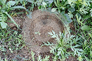 Pest concept. Close-up of an anthill in a garden