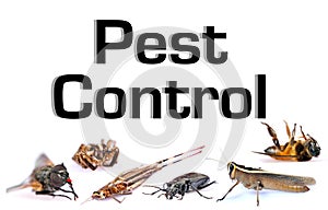 Pest control photo