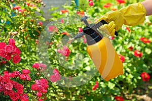 Pest control concept. Gardener spraying roses in the garden using garden spray bottle