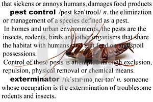 Pest Control Dead Cockroach Concept