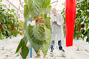 Pest control in a greenhouse