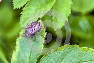 Pest control, horned bug sits on a plant