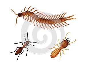 Pest Control and Parasite Extermination and Disinsection Service Vector Set