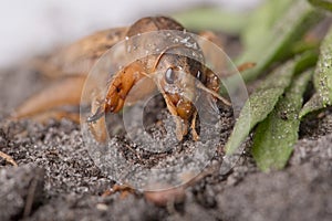 Pest Control - Southern Mole Cricket