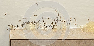 Pest Control - Sugar Ants Eating Bait